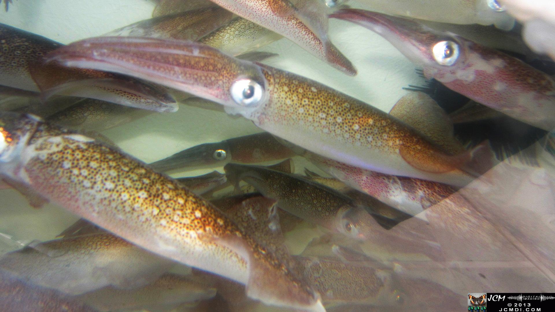 Strange little monsters � Opalescent Squid in bait tank